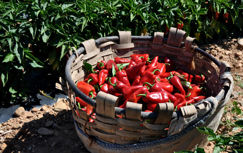 La catedral de navarra recolección