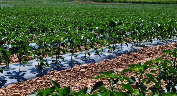 La catedral de Navarra cultivo